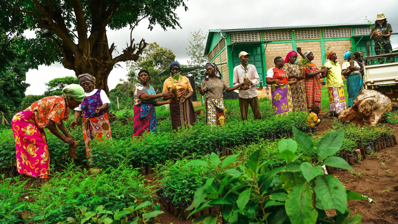Community tree nursery groups selecting their tree seedlings ready for market.