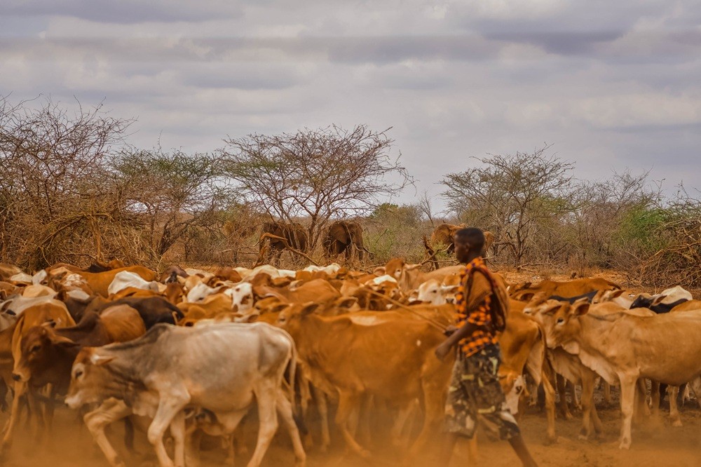Living Together: Wildlife Coexistence in Community Conservancies.